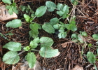Maror-3 Kharkhavina (Apiaceae Eryngium creticum) 1st leaves not dissected
